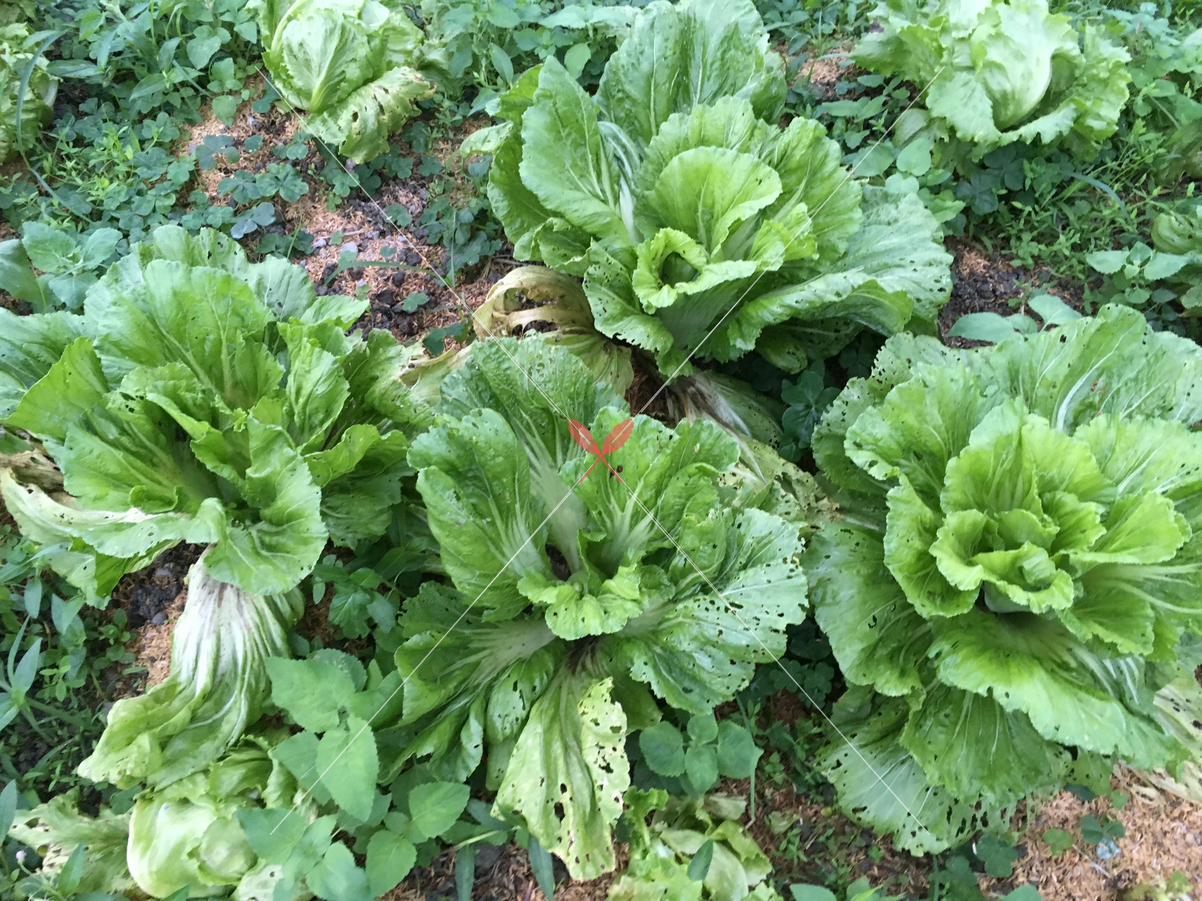 水东芥菜-茂名市正绿菜业有限公司,正绿菜业,正绿农场,茂名市正绿菜业有限公司官网-茂名市正绿菜业有限公司